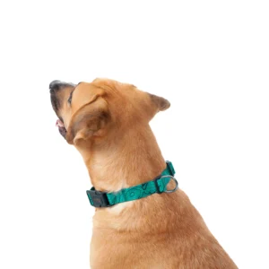 Collar de Cuero para Perro